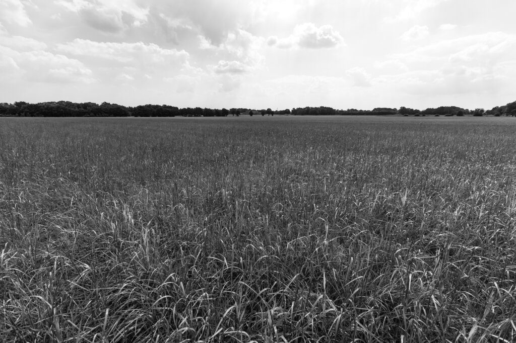 zwarte-cross